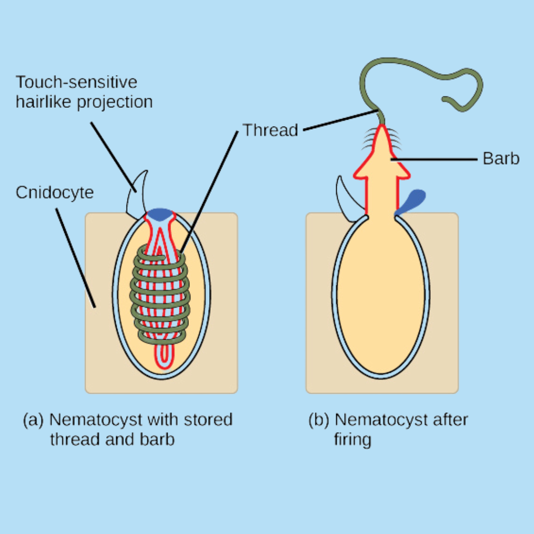 Image of a nematocysts